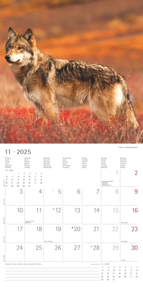 Bild: 4251732340711 | Alpha Edition - Wölfe 2025 Broschürenkalender, 30x30cm,...