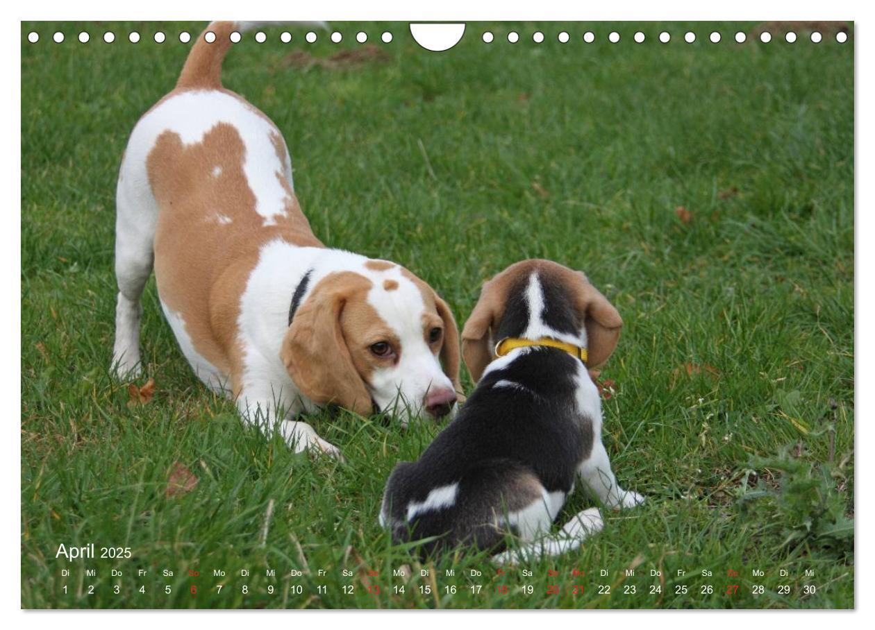 Bild: 9783435746859 | Beagle (Wandkalender 2025 DIN A4 quer), CALVENDO Monatskalender | Berg