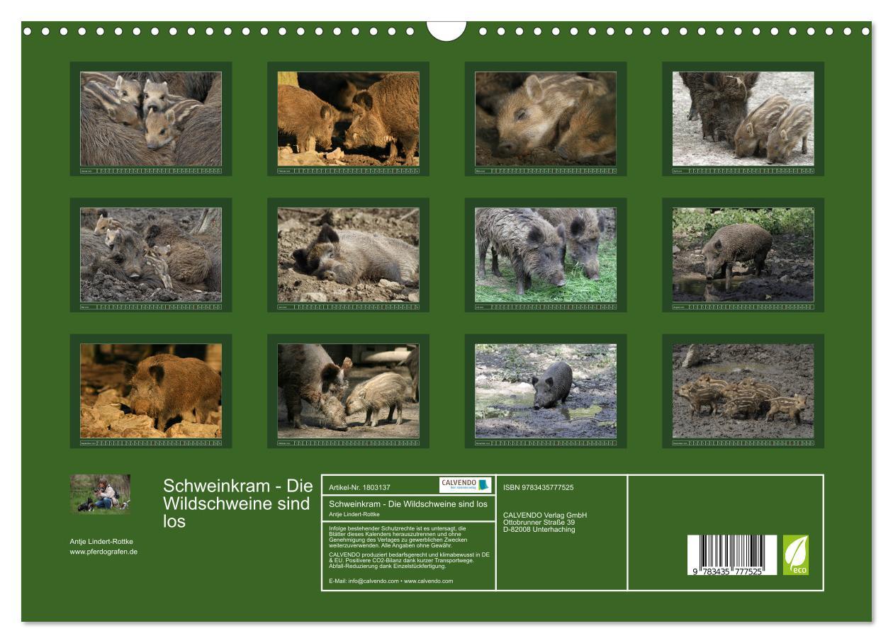 Bild: 9783435777525 | Schweinkram - Die Wildschweine sind los (Wandkalender 2025 DIN A3...