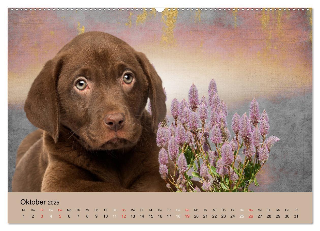 Bild: 9783435160860 | Labrador Retriever unsere Freunde (Wandkalender 2025 DIN A2 quer),...