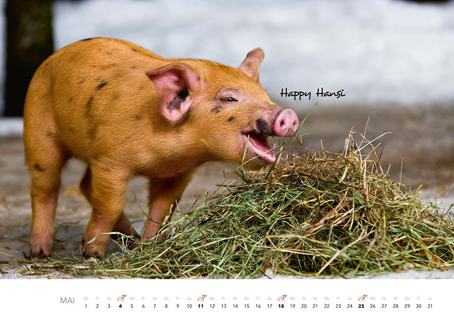 Bild: 9783966648332 | Schweine Kalender 2025 | Der Tierkalender mit den charmanten Namen