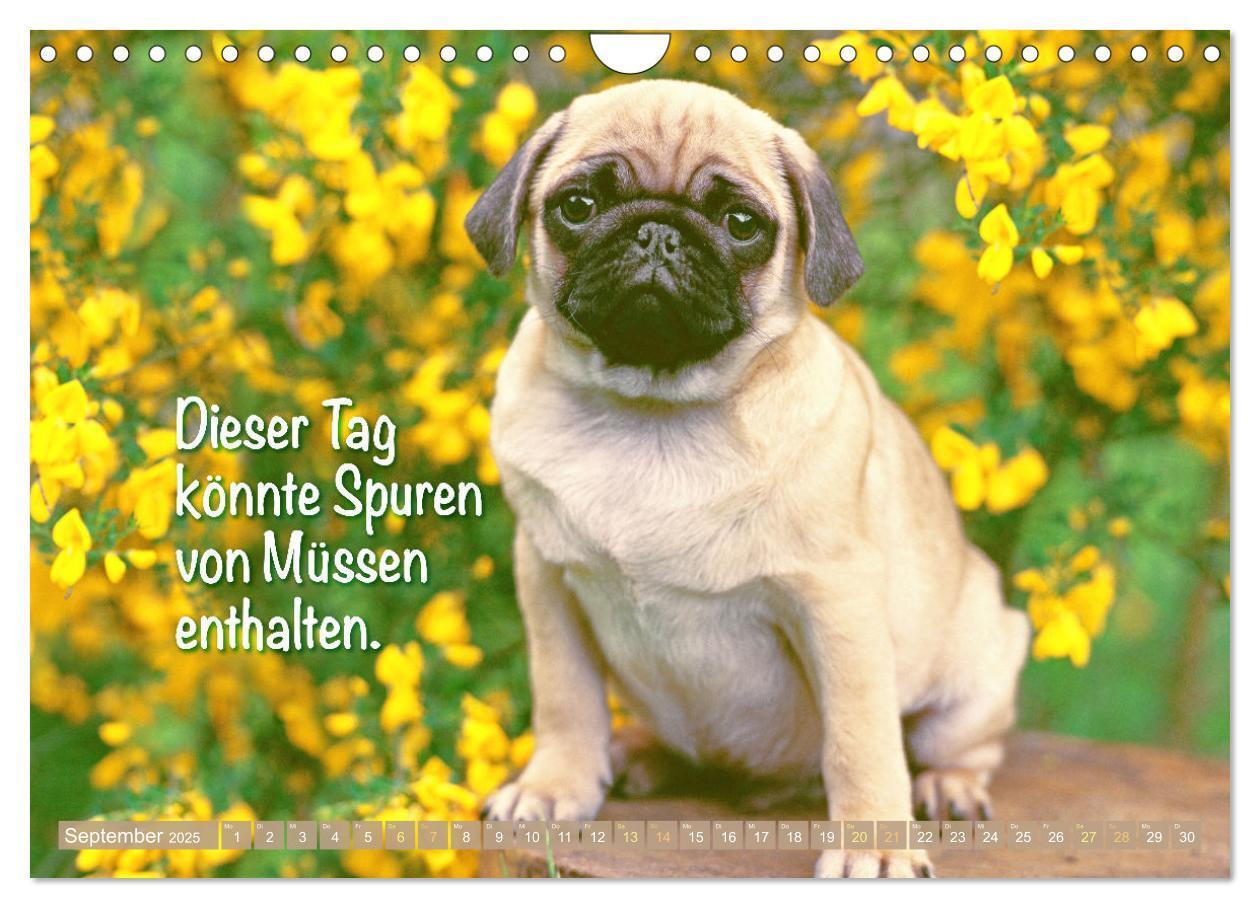 Bild: 9783457167144 | Lächeln mit Mops (Wandkalender 2025 DIN A4 quer), CALVENDO...