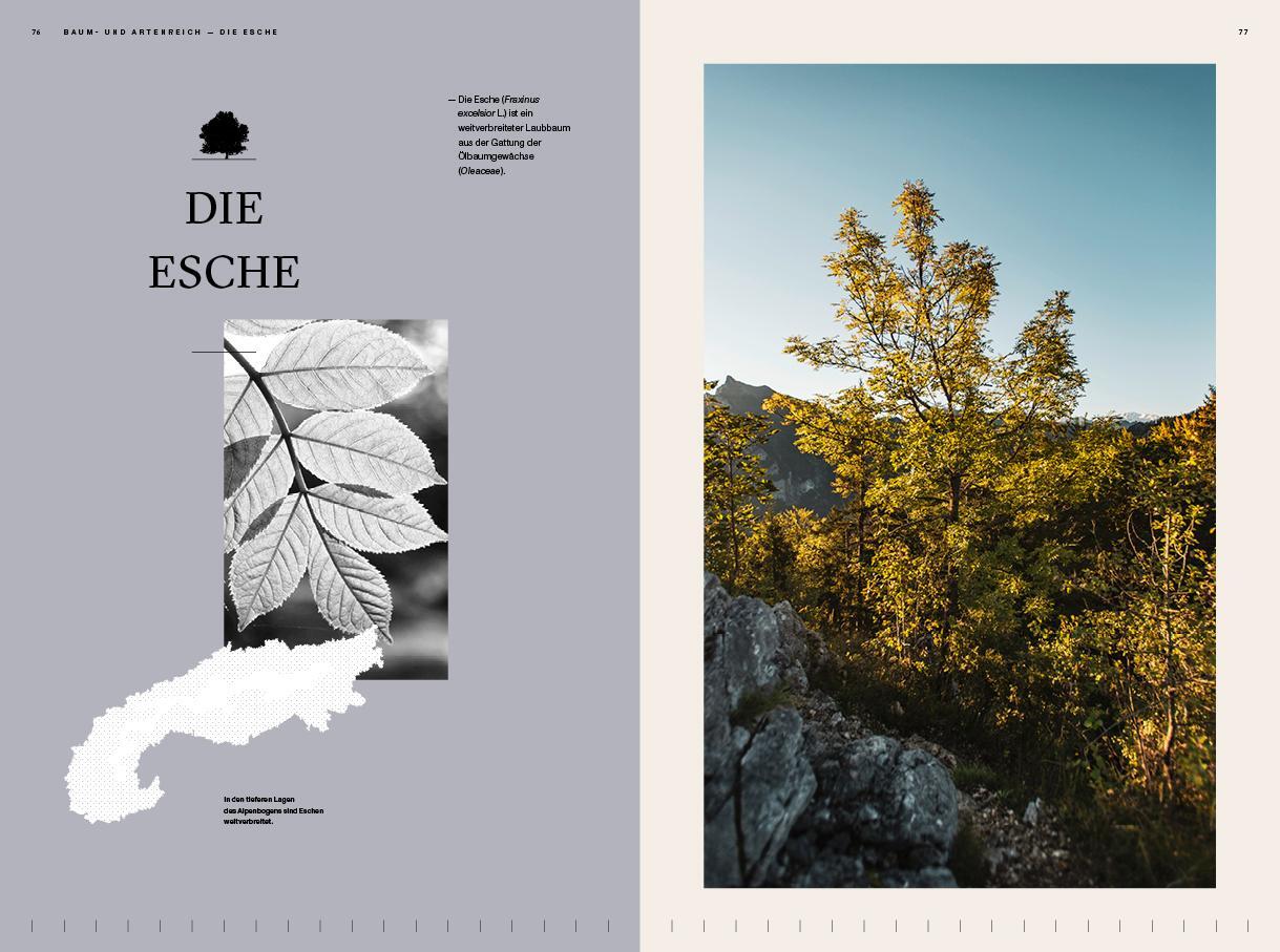Bild: 9783710901416 | Der Alpenwald | Eine Natur- und Kulturbeschreibung aus 20 Perspektiven