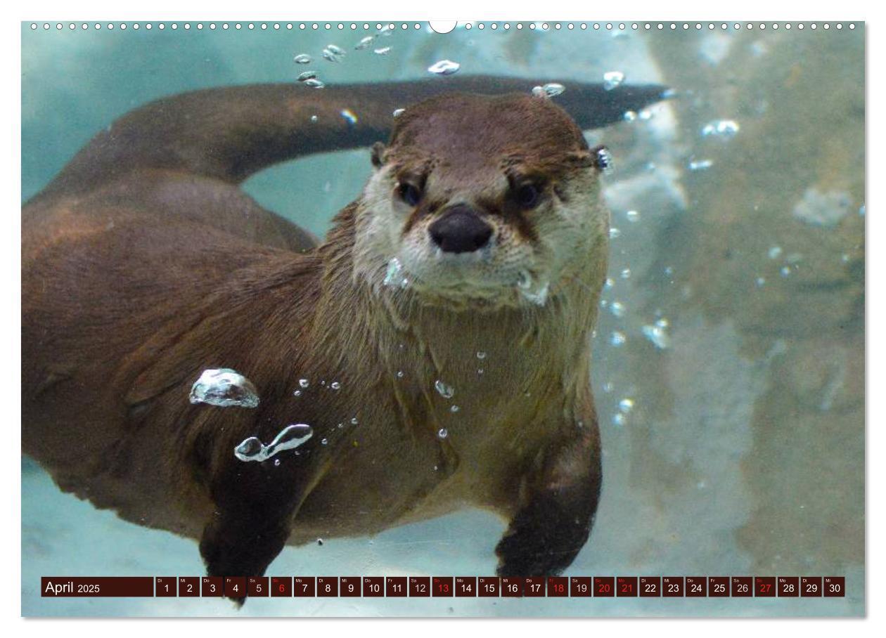 Bild: 9783435605323 | Otter. Frech, laut und clever (Wandkalender 2025 DIN A2 quer),...