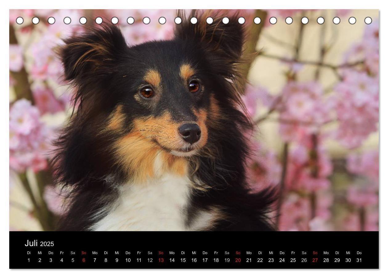 Bild: 9783435598021 | Wir lieben Shelties (Tischkalender 2025 DIN A5 quer), CALVENDO...