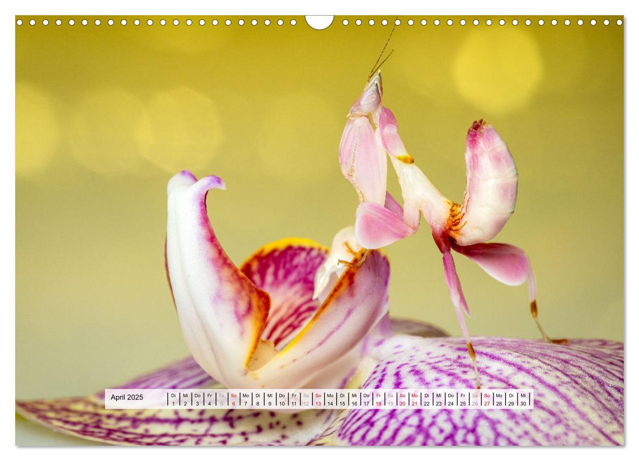 Bild: 9783457149959 | Die Orchideen Gottesanbeterin (Wandkalender 2025 DIN A3 quer),...