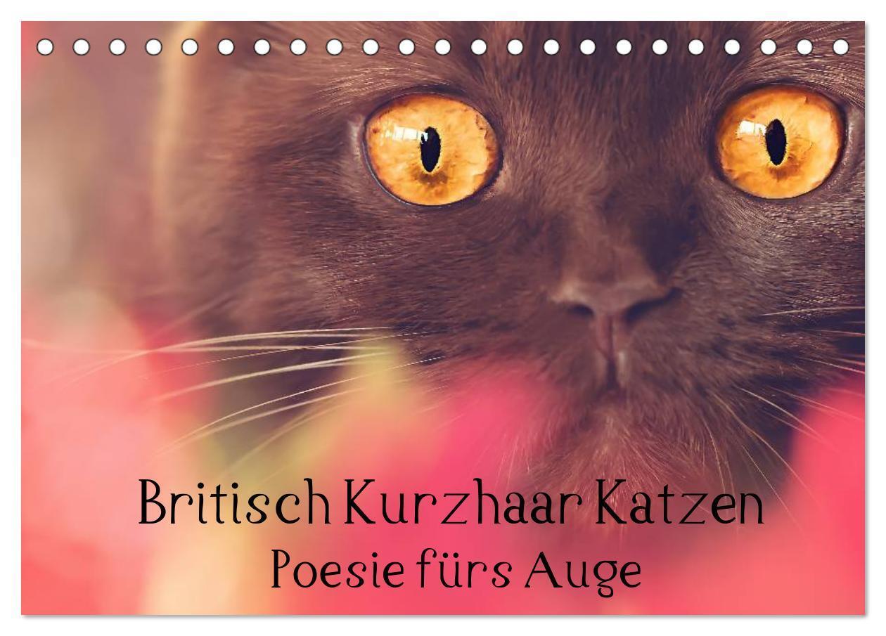 Cover: 9783383265396 | Britisch Kurzhaar Katzen - Poesie fürs Auge (Tischkalender 2024 DIN...