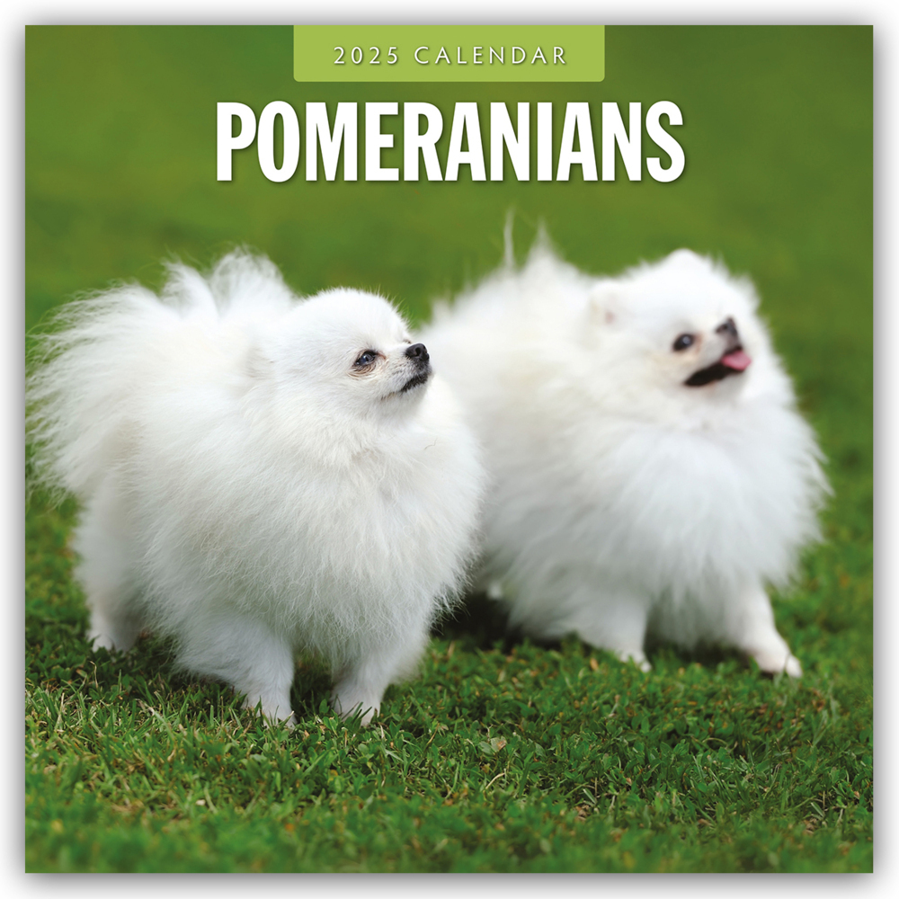 Cover: 9781804424971 | Pomeranians - Zwergspitz - Pomeranian Zwergspitz 2025 -...