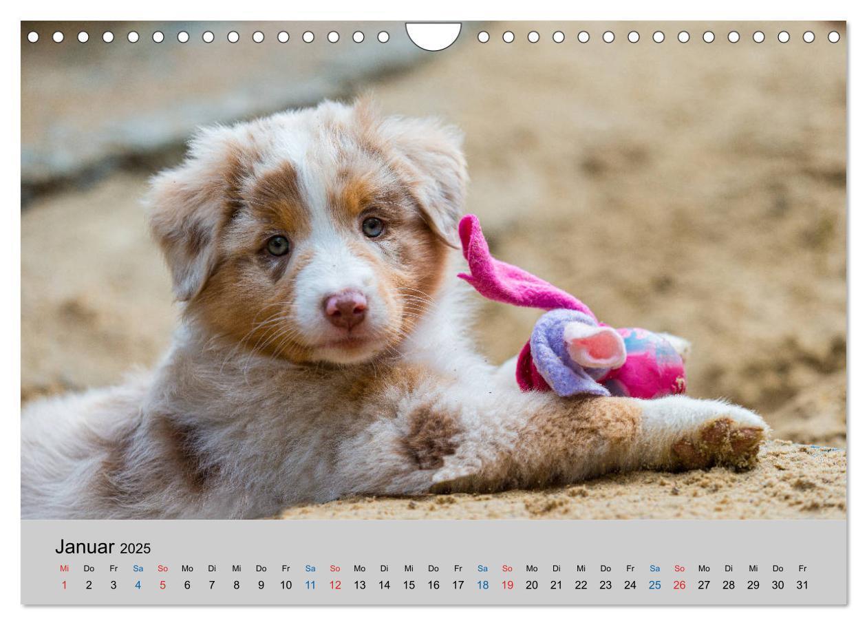 Bild: 9783435151394 | Australian Shepherd Welpen 2025 (Wandkalender 2025 DIN A4 quer),...