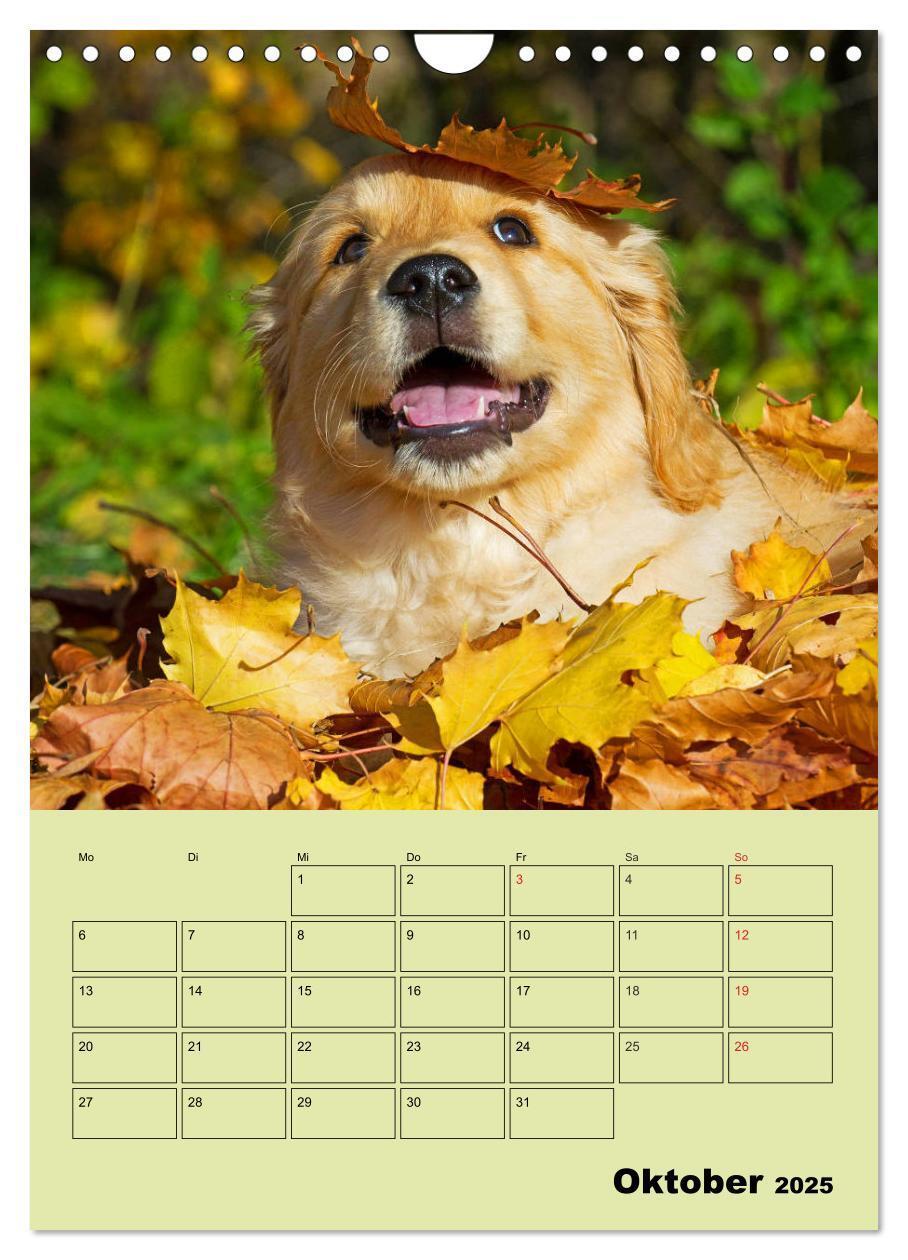 Bild: 9783435960316 | Jahresplaner Golden Retriever (Wandkalender 2025 DIN A4 hoch),...