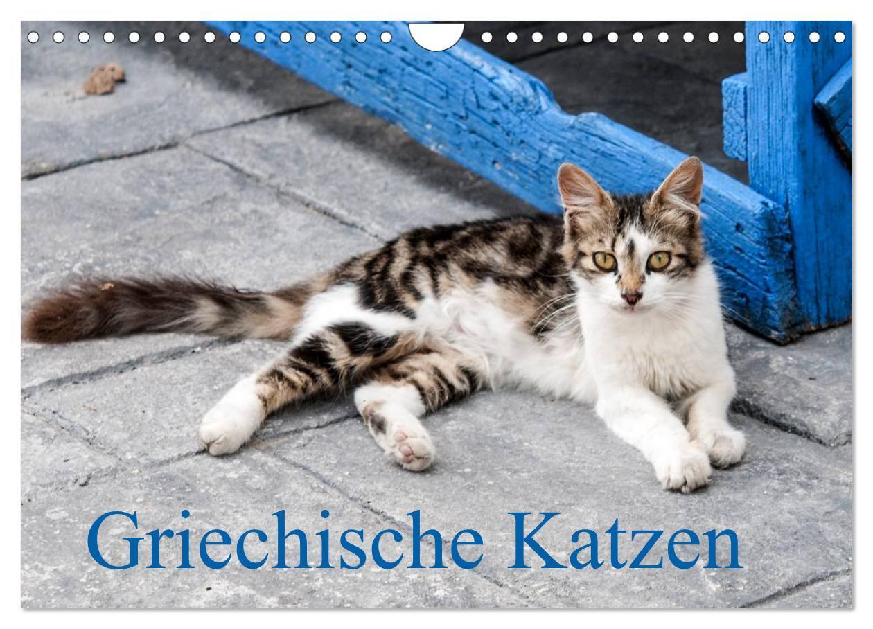 Cover: 9783383548079 | Griechische Katzen (Wandkalender 2024 DIN A4 quer), CALVENDO...
