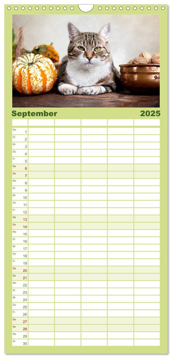 Bild: 9783457111178 | Familienplaner 2025 - Katzen mit 5 Spalten (Wandkalender, 21 x 45...