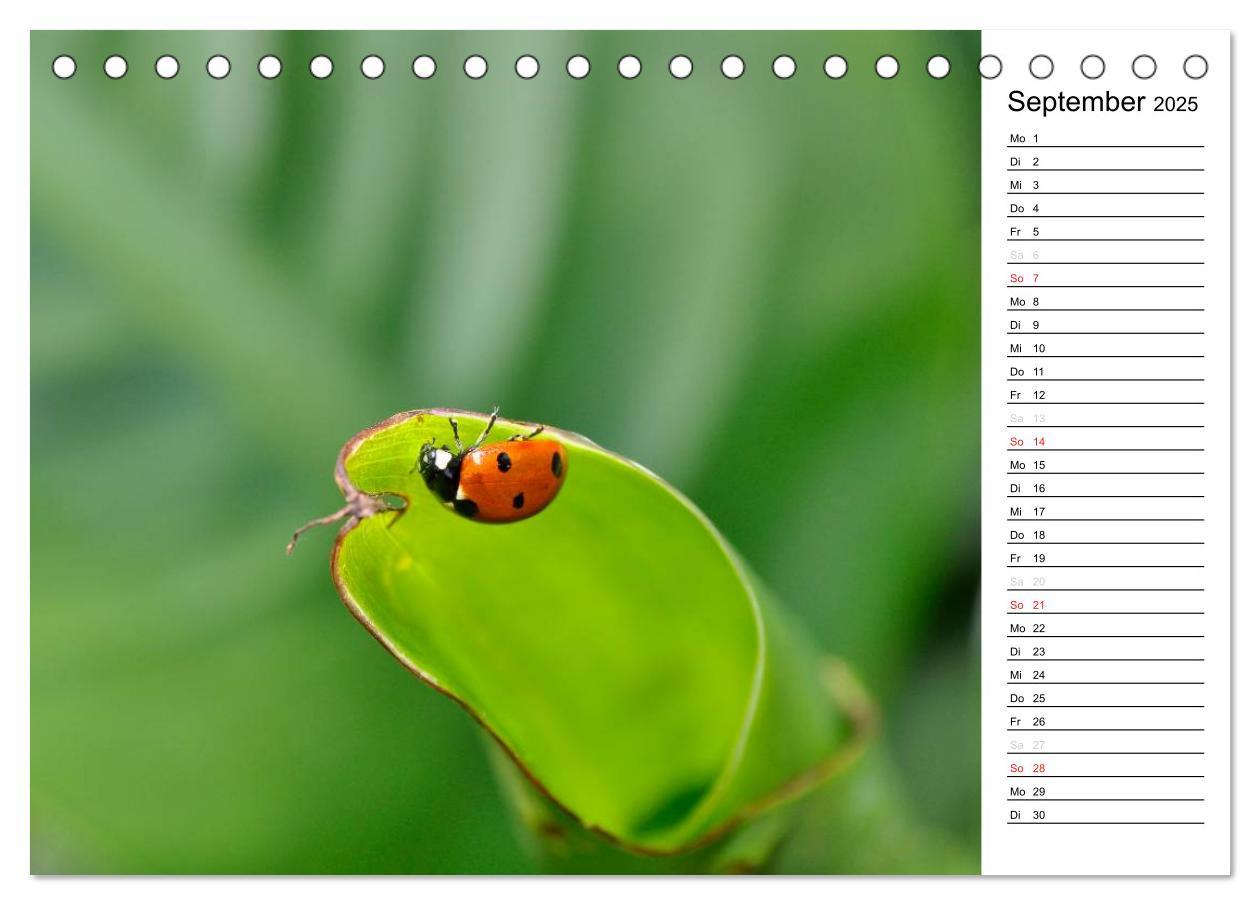 Bild: 9783435786343 | Marienkäfer 2025 (Tischkalender 2025 DIN A5 quer), CALVENDO...