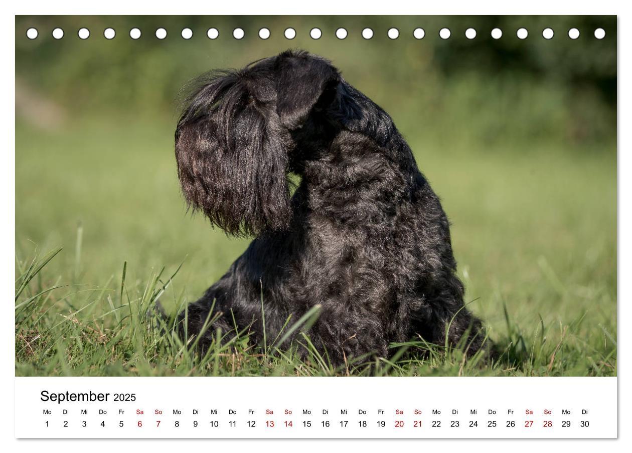 Bild: 9783435413430 | Schnauzer... von Zwergen und Riesen 2025 (Tischkalender 2025 DIN A5...