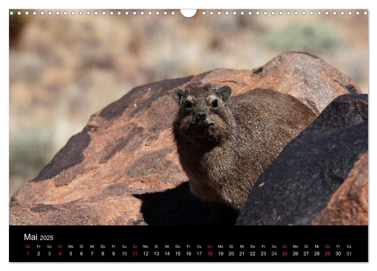 Bild: 9783435777280 | Namibias Tiere: von groß bis klein (Wandkalender 2025 DIN A3 quer),...