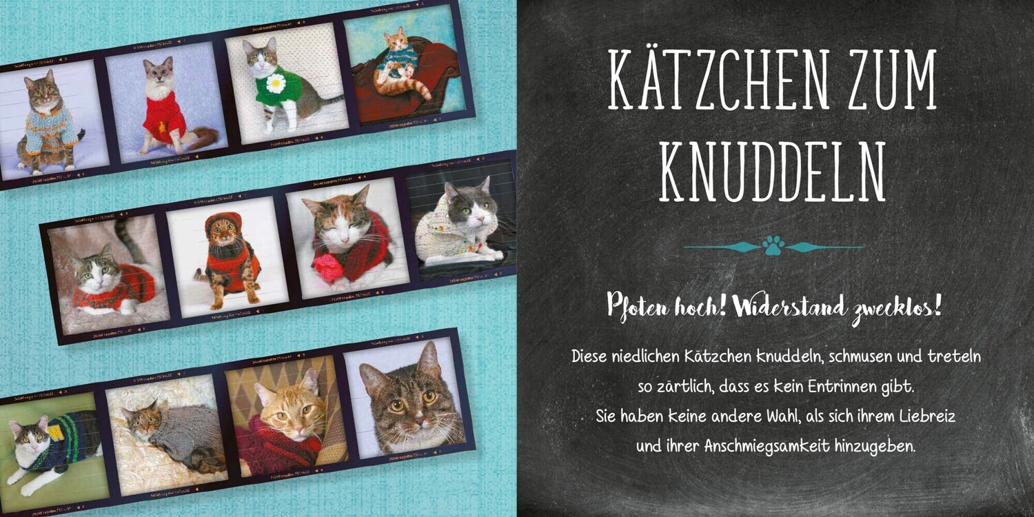 Bild: 9783283013158 | Katzen im Strickpullover | Jonah Stern | Buch | 84 S. | Deutsch | 2022