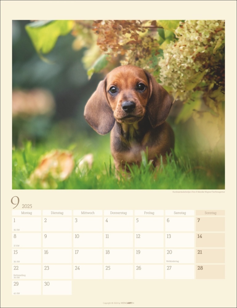 Bild: 9783839900581 | Dackel Kalender 2025 | Kalender | Spiralbindung | 14 S. | Deutsch