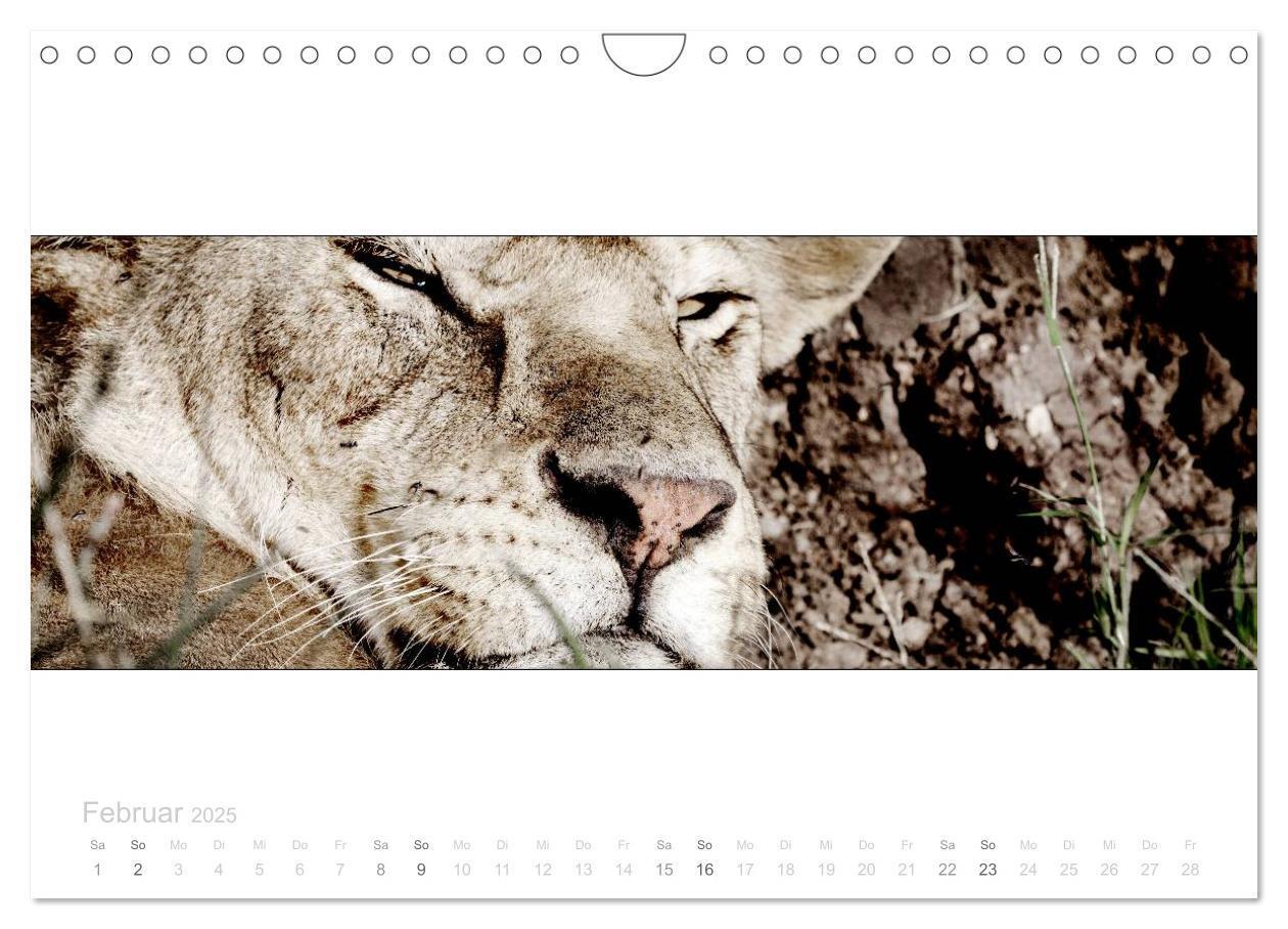 Bild: 9783435687749 | Serengeti Panorama (Wandkalender 2025 DIN A4 quer), CALVENDO...