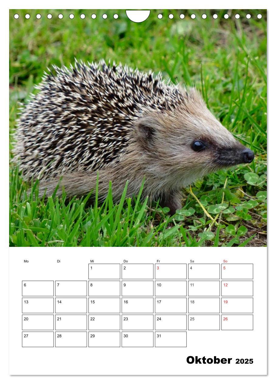 Bild: 9783457017210 | Heimische Wildtiere Terminplaner (Wandkalender 2025 DIN A4 hoch),...