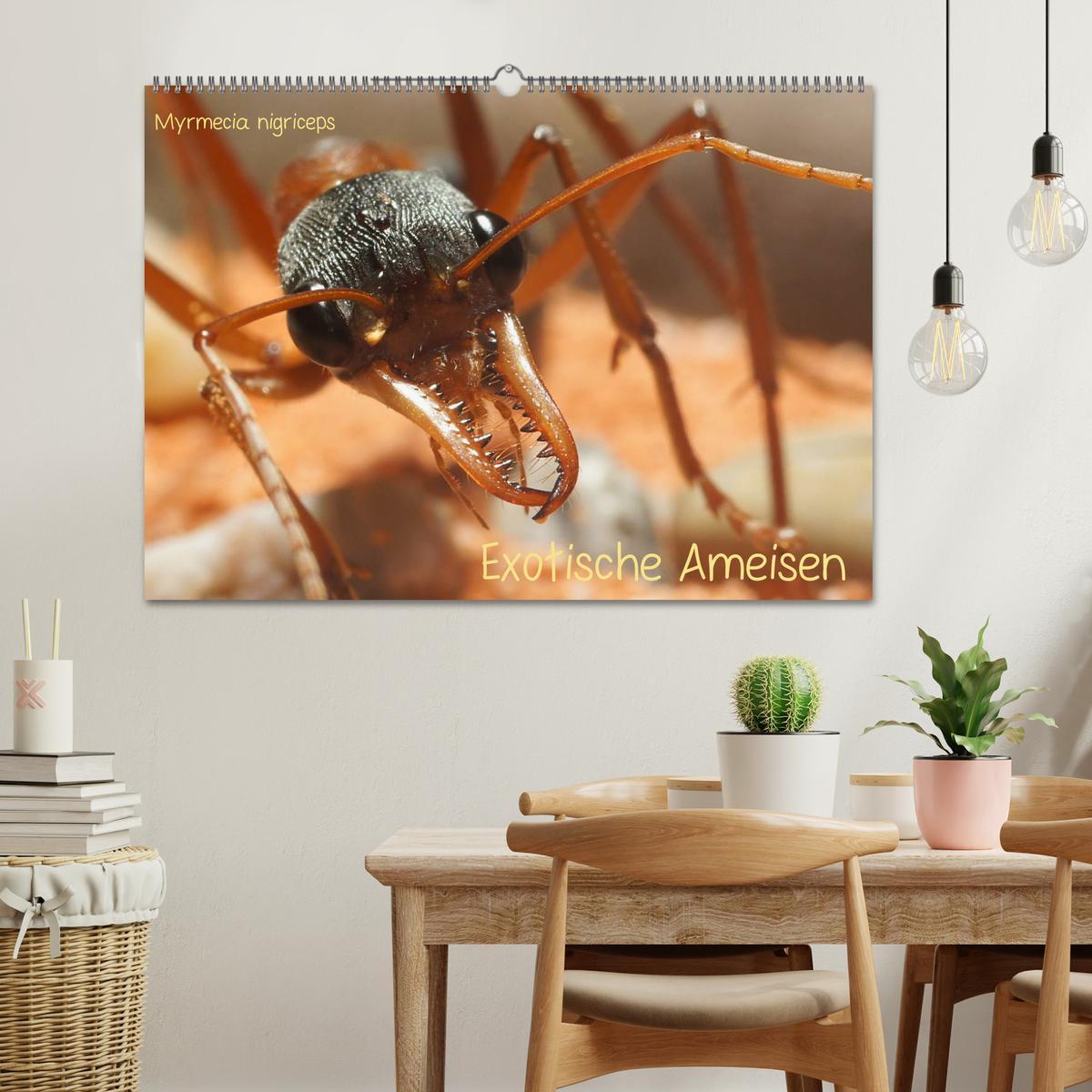 Bild: 9783435760589 | Exotische Ameisen (Wandkalender 2025 DIN A2 quer), CALVENDO...