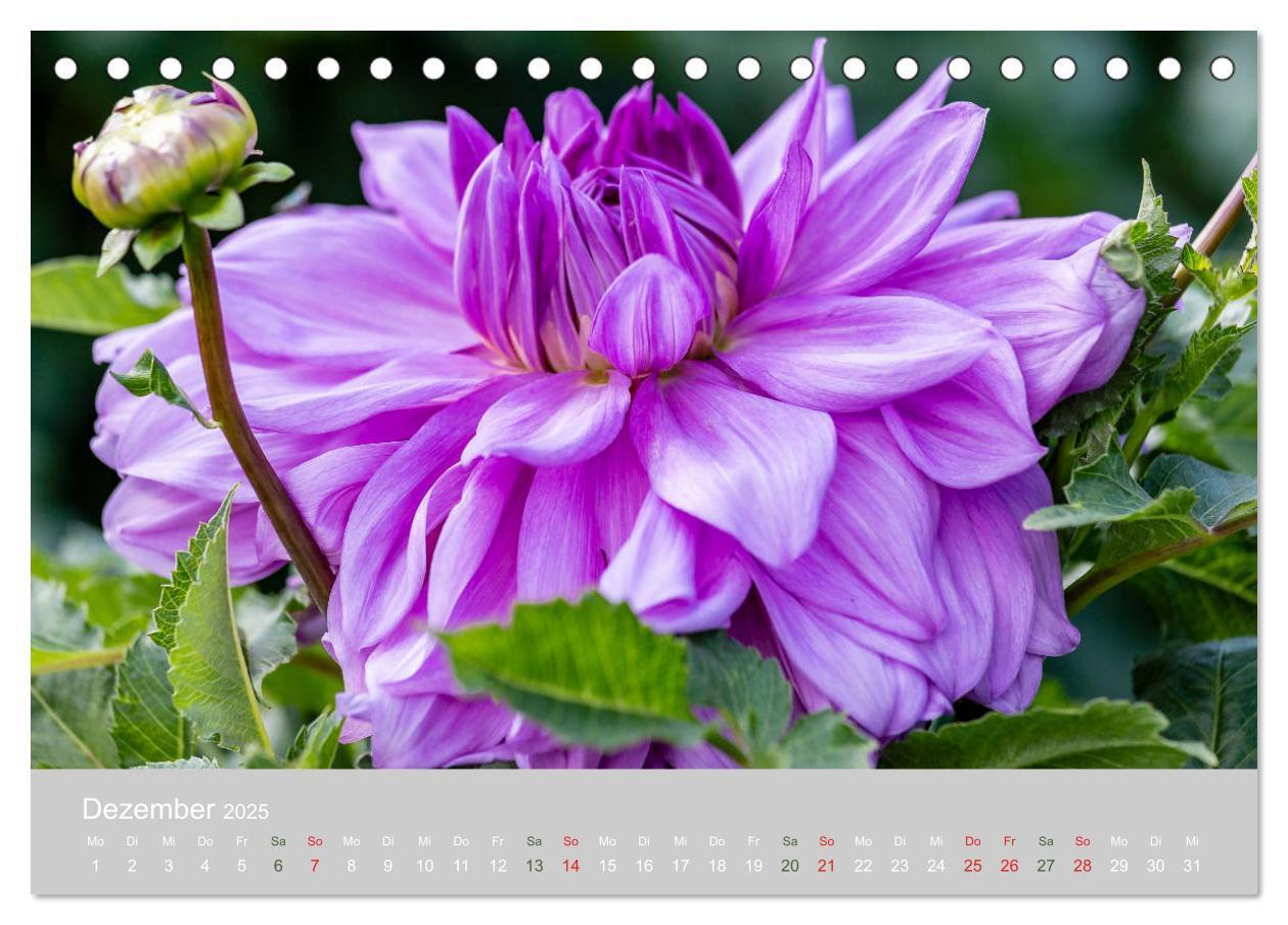 Bild: 9783435298815 | Dahlien - Prachtvolle Blüten des Spätsommers (Tischkalender 2025...