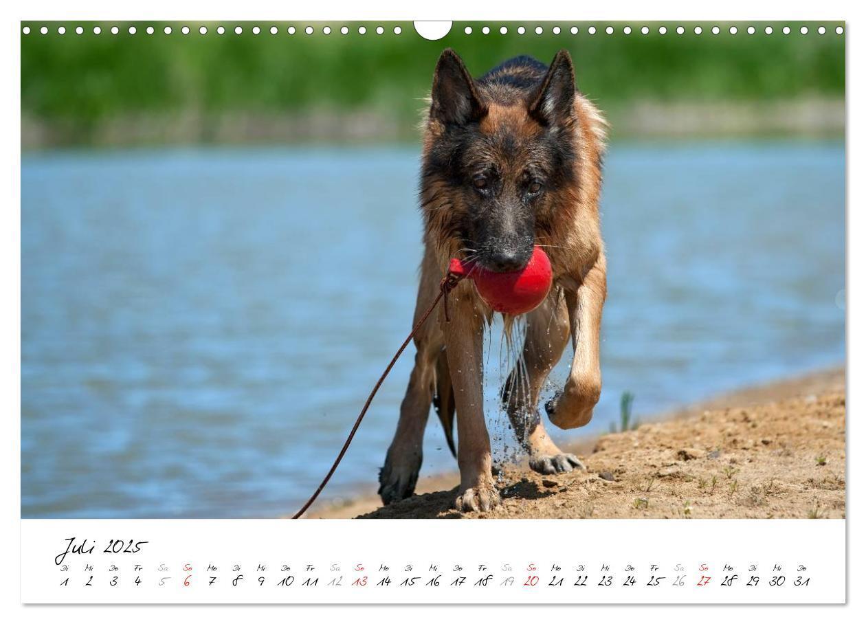 Bild: 9783435495511 | Schäferhunde Seelenhunde (Wandkalender 2025 DIN A3 quer), CALVENDO...