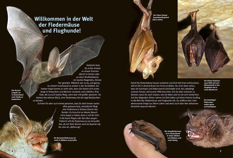Bild: 9783866595026 | Entdecke die Fledermäuse | Eckhard Grimmberger | Buch | 64 S. | 2022