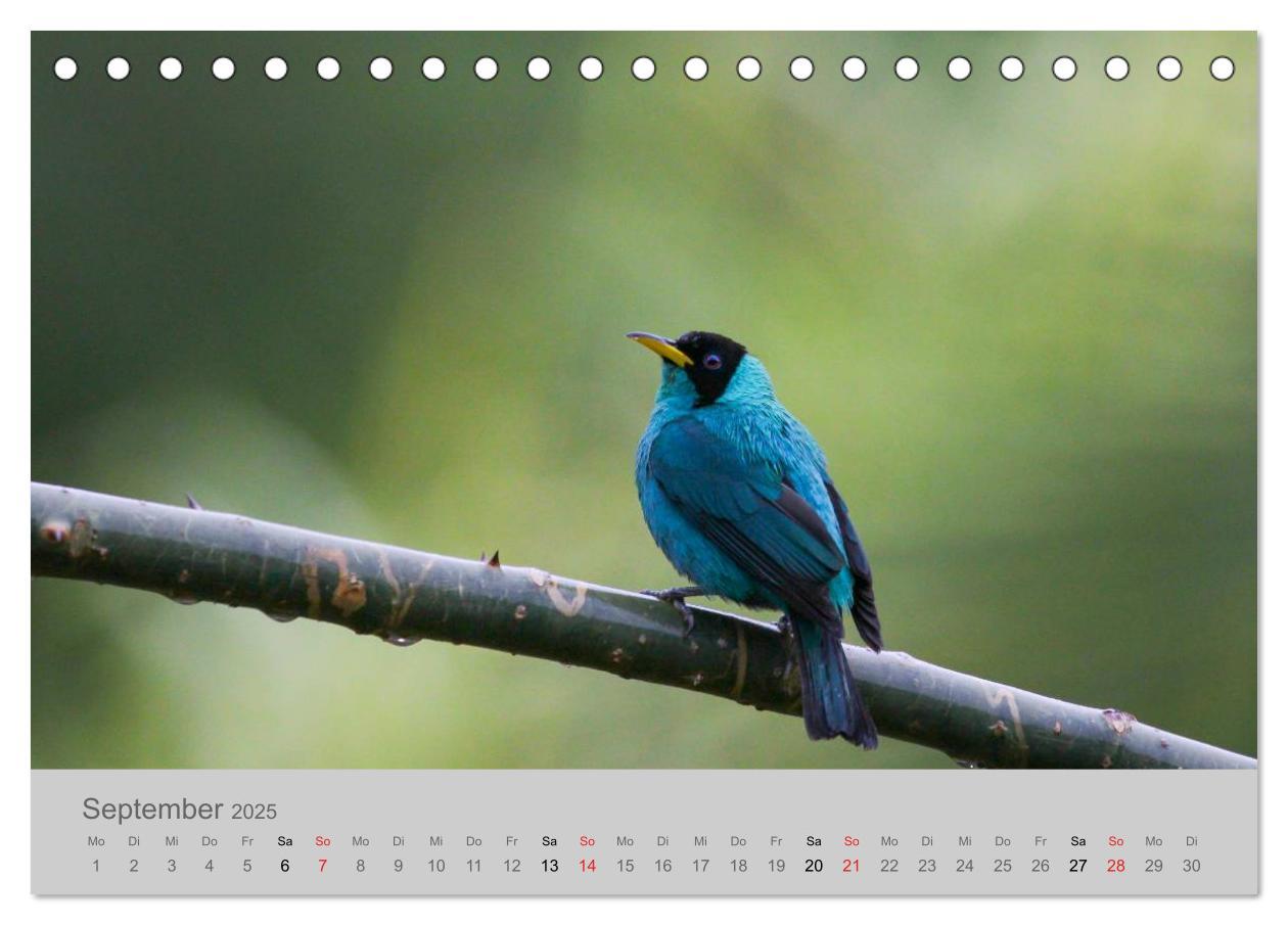 Bild: 9783435618668 | Costa Rica - Exotische Vögel im Regenwald (Tischkalender 2025 DIN...