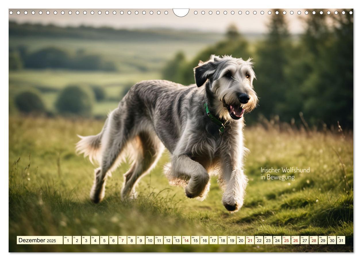 Bild: 9783457162095 | Windhunde im Portrait (Wandkalender 2025 DIN A3 quer), CALVENDO...