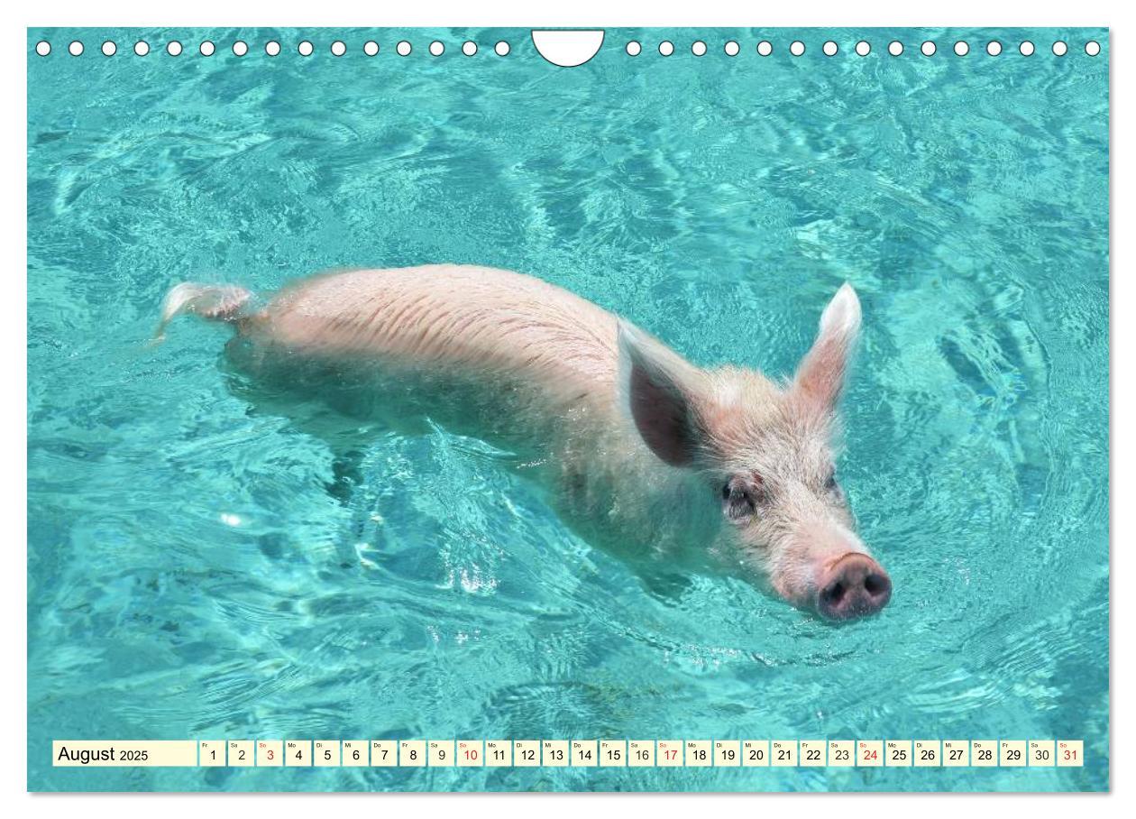 Bild: 9783435498253 | Schwimmende Schweine (Wandkalender 2025 DIN A4 quer), CALVENDO...