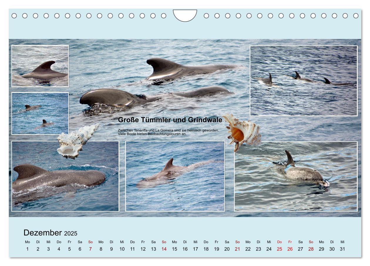 Bild: 9783435006274 | Zauberhaftes Teneriffa (Wandkalender 2025 DIN A4 quer), CALVENDO...