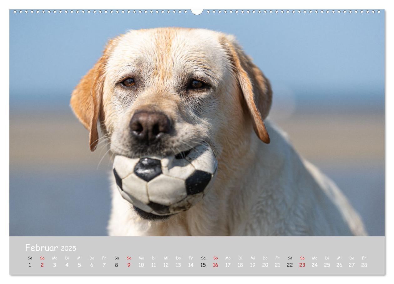 Bild: 9783435531554 | Liebenswerter Labrador 2025 (Wandkalender 2025 DIN A2 quer),...