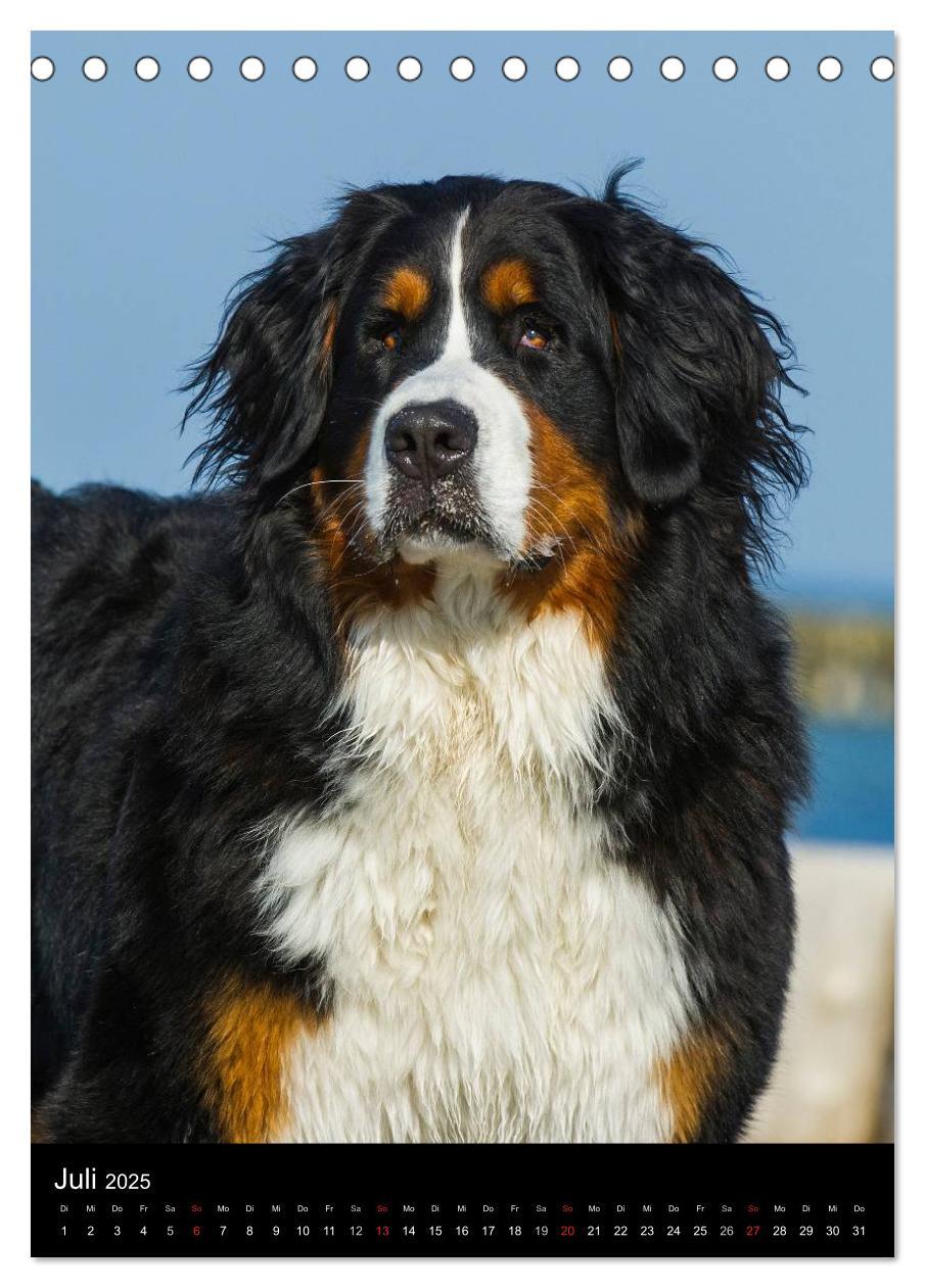 Bild: 9783457068489 | Berner Sennenhund 2025 (Tischkalender 2025 DIN A5 hoch), CALVENDO...