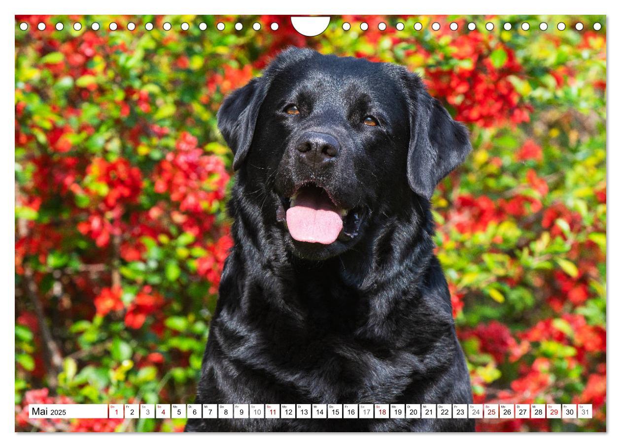 Bild: 9783435313037 | Freund auf 4 Pfoten - Labrador Retriever (Wandkalender 2025 DIN A4...