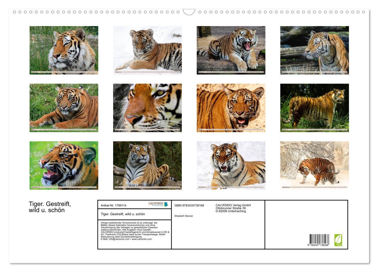 Bild: 9783435738168 | Tiger. Gestreift, wild u. schön (Wandkalender 2025 DIN A2 quer),...