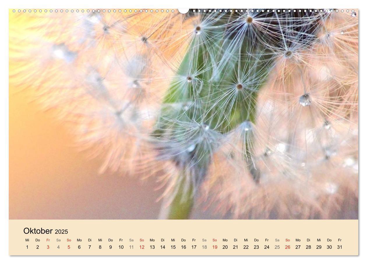 Bild: 9783435746316 | Naturjuwel Pusteblume (Wandkalender 2025 DIN A2 quer), CALVENDO...