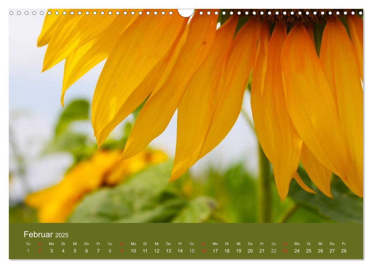 Bild: 9783435799824 | Sonnenblumen - die Blumen der Lebensfreude (Wandkalender 2025 DIN...