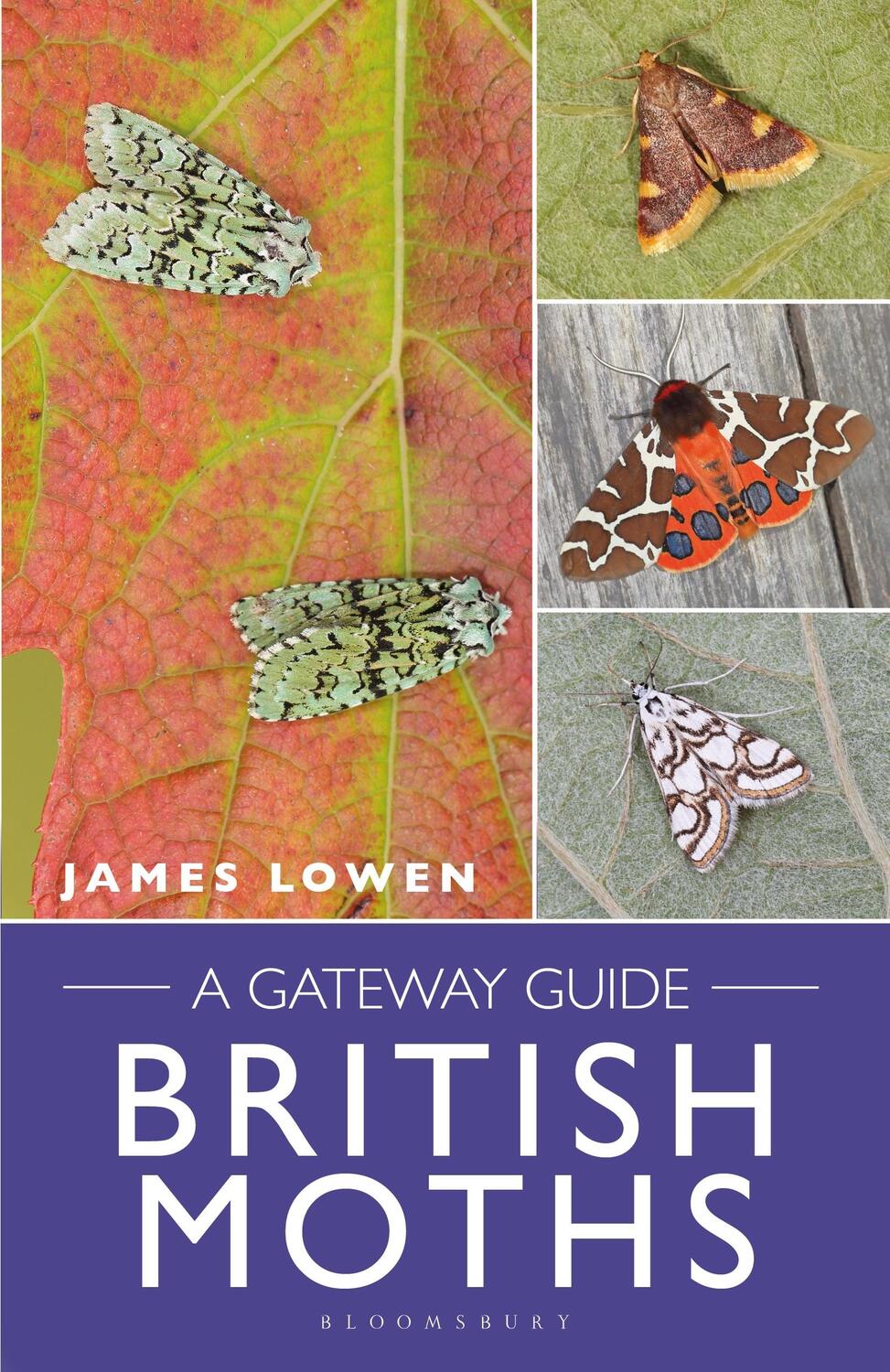 Cover: 9781472987389 | British Moths | A Gateway Guide | James Lowen | Taschenbuch | Englisch