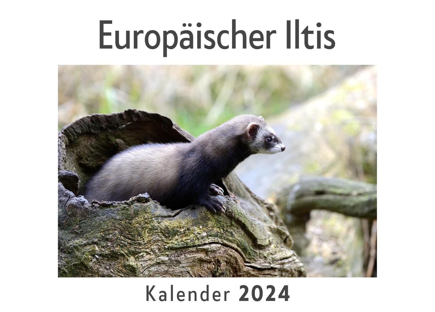 Cover: 9783750543355 | Europäischer Iltis (Wandkalender 2024, Kalender DIN A4 quer,...