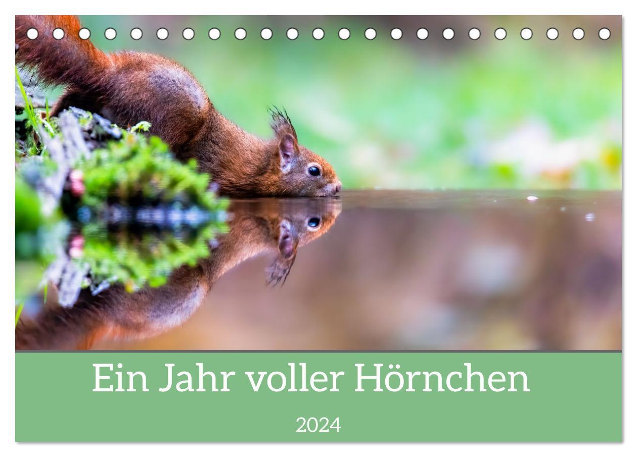 Cover: 9783675776814 | Ein Jahr voller Hörnchen (Tischkalender 2024 DIN A5 quer), CALVENDO...