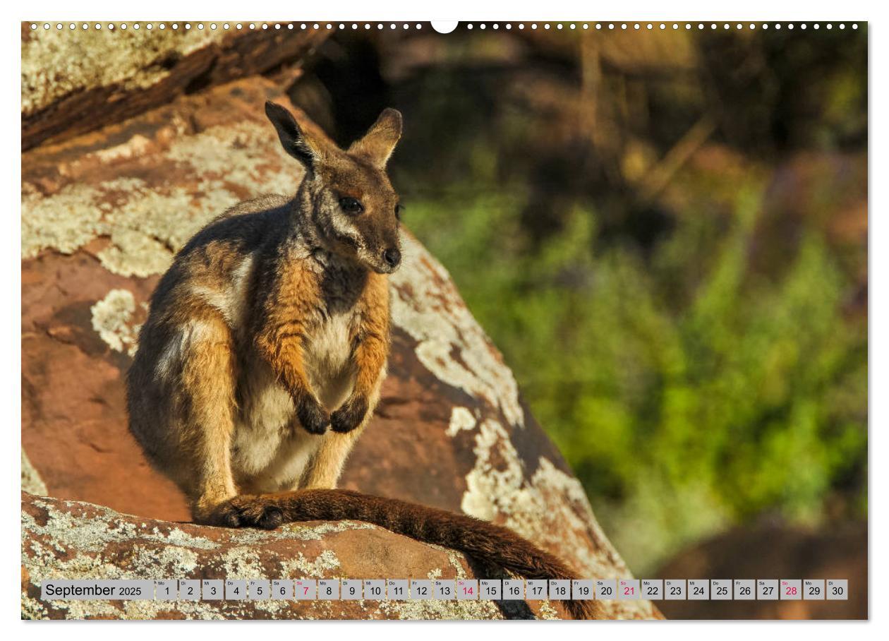 Bild: 9783435362165 | Kängururs und Wallabys (Wandkalender 2025 DIN A2 quer), CALVENDO...