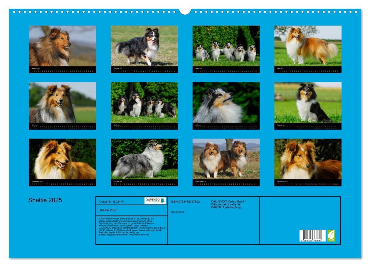 Bild: 9783435767892 | Sheltie 2025 (Wandkalender 2025 DIN A2 quer), CALVENDO Monatskalender