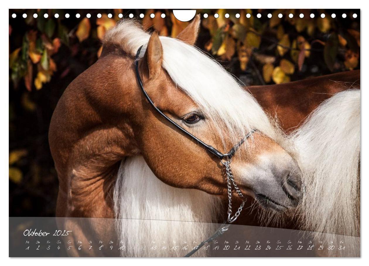 Bild: 9783435505494 | Haflinger-Pferde in Reinzucht (Wandkalender 2025 DIN A4 quer),...