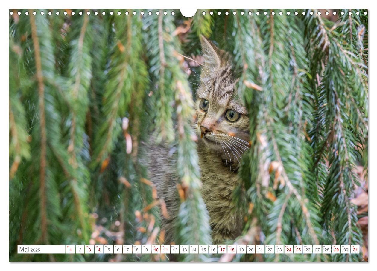 Bild: 9783435219339 | Wildkatzen - die anmutigsten Raubiere in Europa. (Wandkalender 2025...