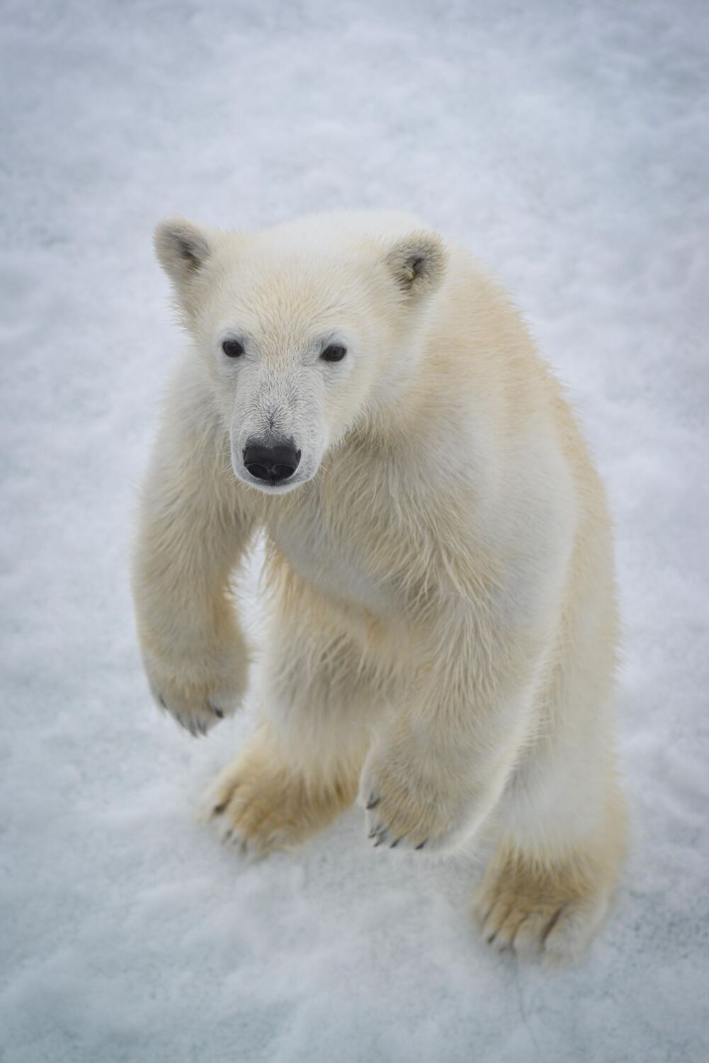 Bild: 9783982101729 | Eis in den Segeln | Antarktis Grönland Spitzbergen | Nioclás Seeliger