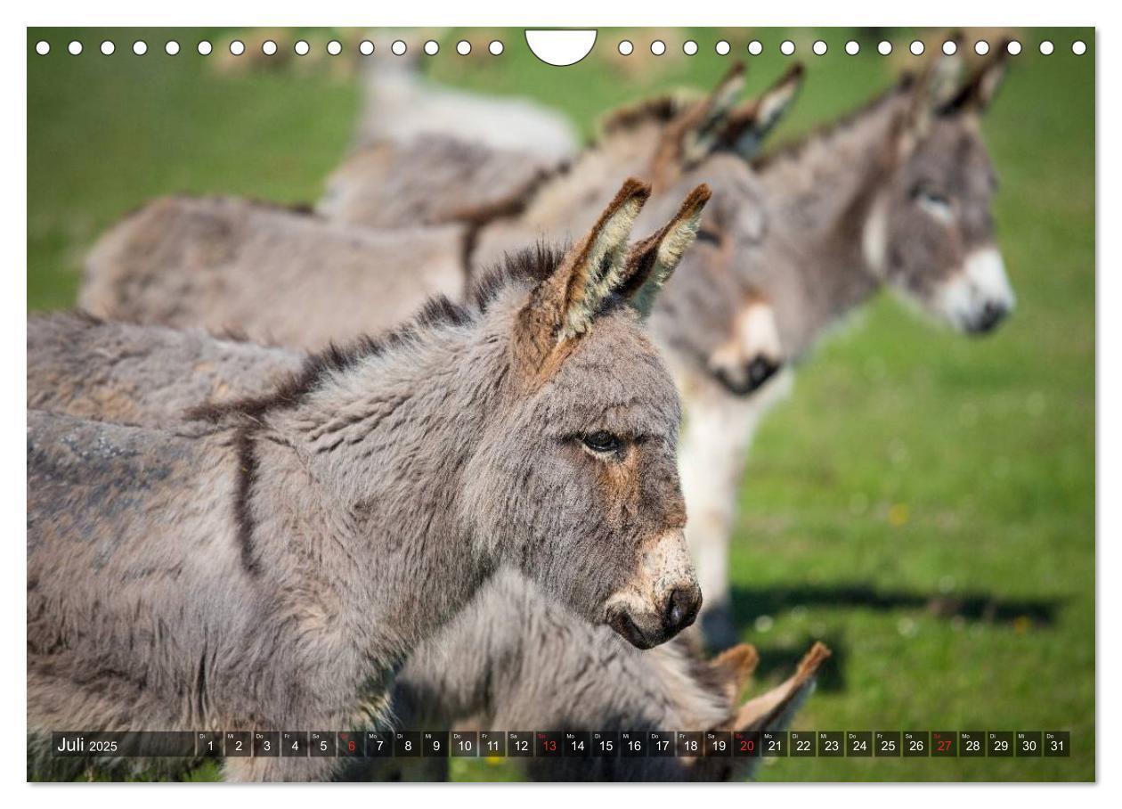 Bild: 9783435655007 | Esel - hübsch, klug und fleißig (Wandkalender 2025 DIN A4 quer),...