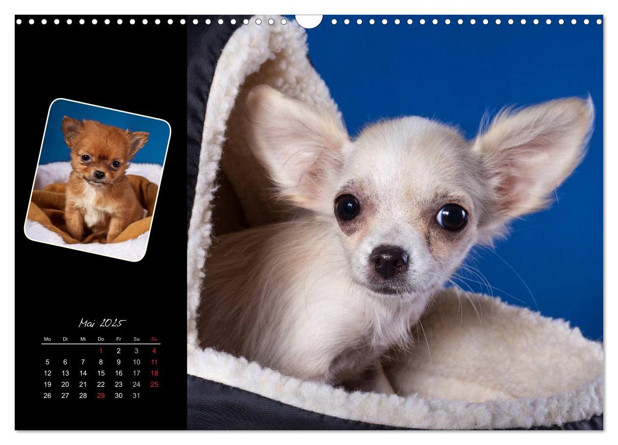 Bild: 9783435835294 | Chihuahua Welpen und Freunde (Wandkalender 2025 DIN A3 quer),...