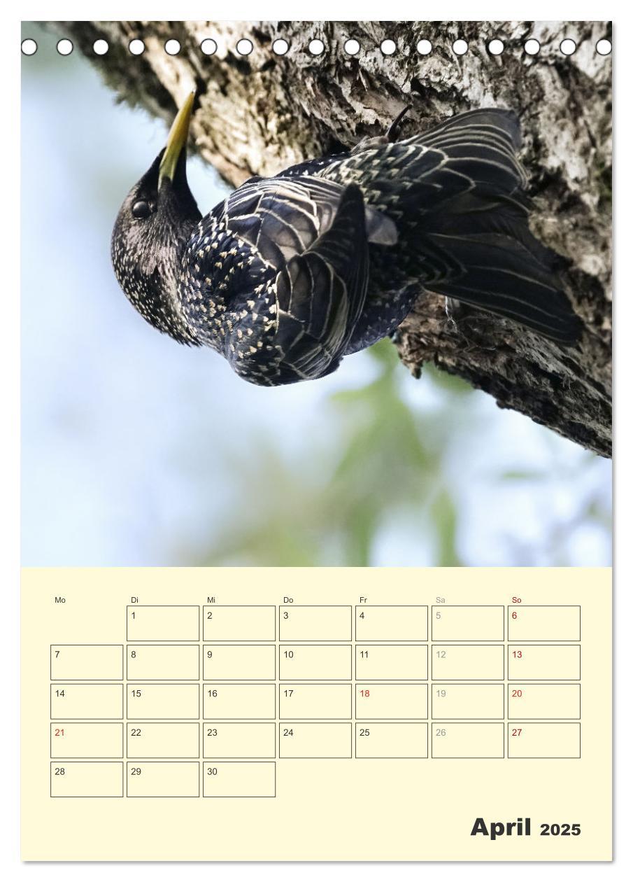 Bild: 9783435910656 | Vogelwelt an der Sieg (Tischkalender 2025 DIN A5 hoch), CALVENDO...