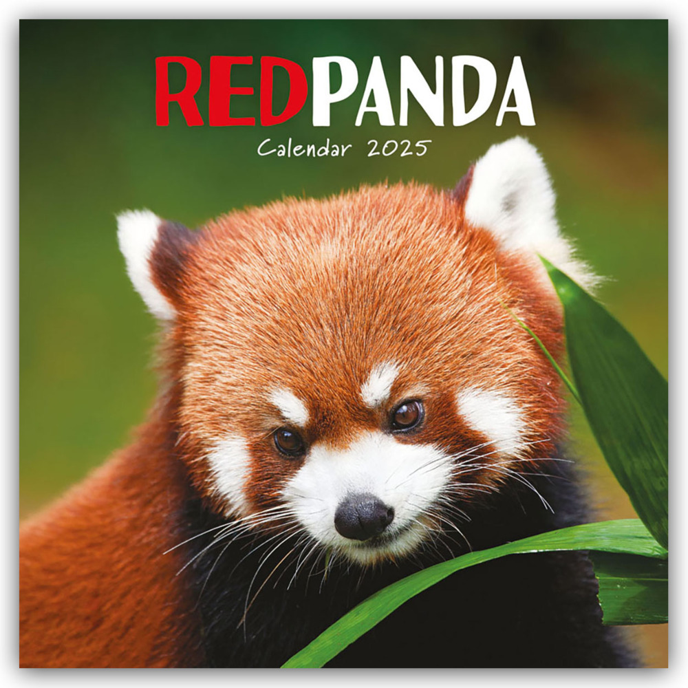 Cover: 9781529845365 | Red Panda - Rote Pandas - Rote Pandabären 2025 - Wand-Kalender | 14 S.