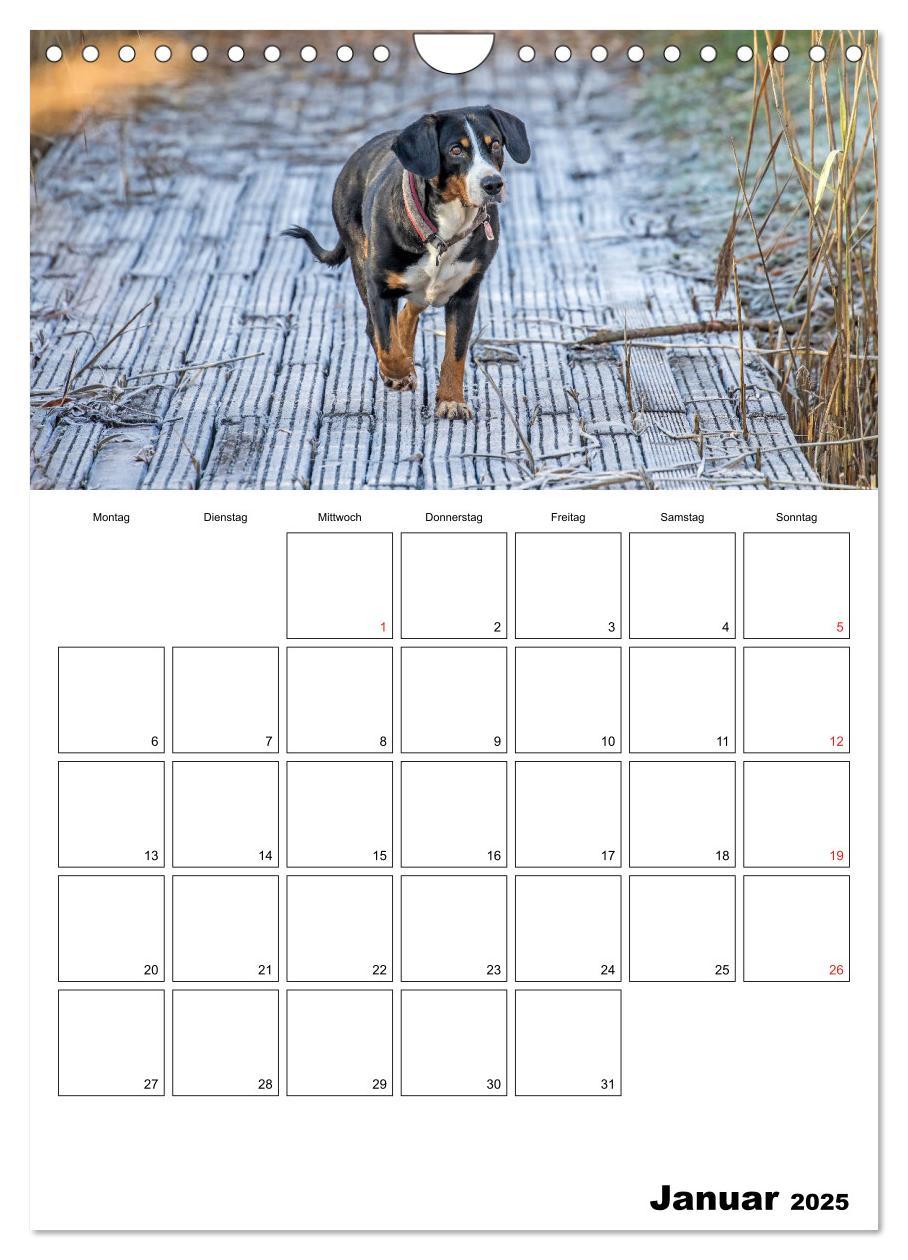 Bild: 9783457026694 | Entlebucher Sennenhunde begleiten Sie durch das Jahr (Wandkalender...